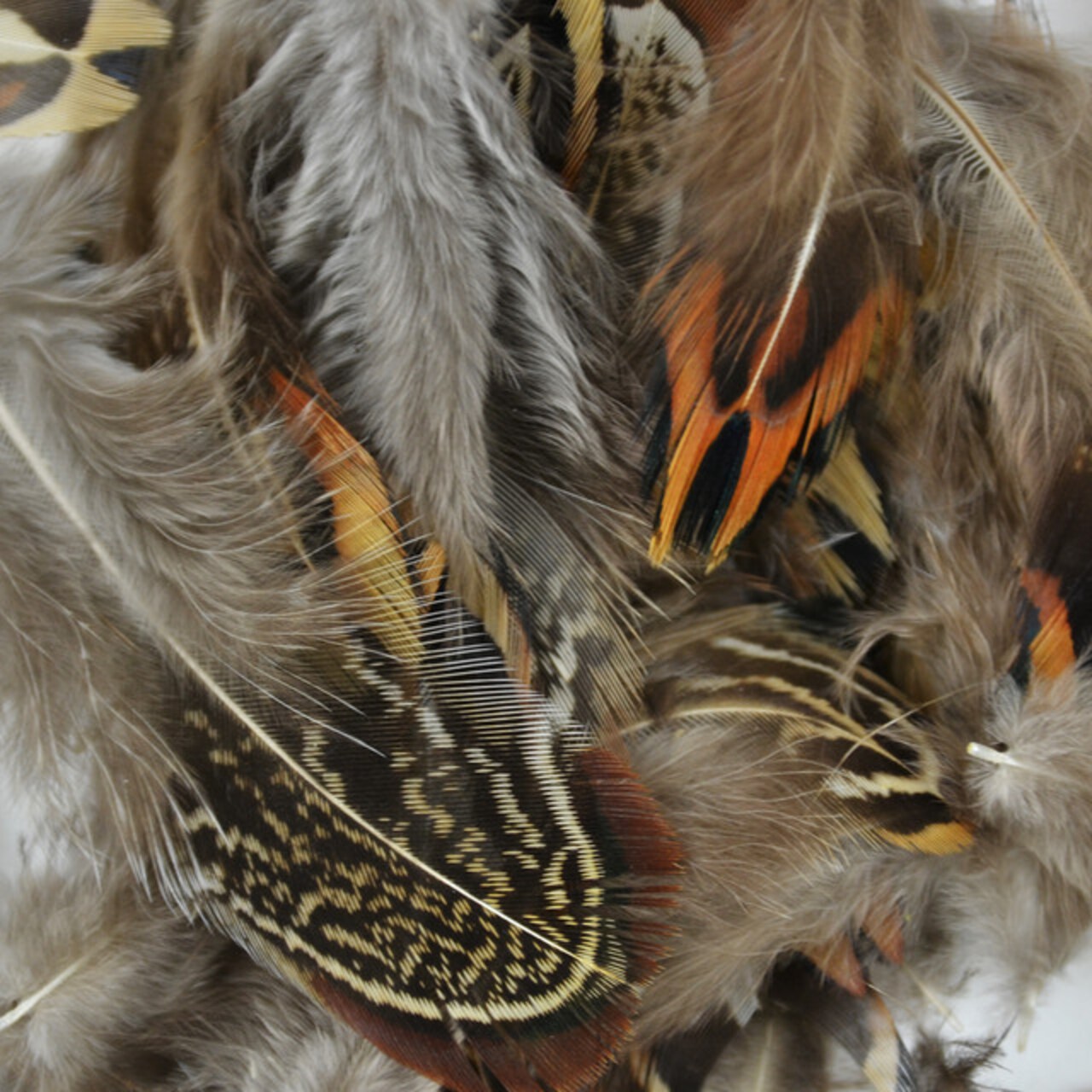 Touch of Nature Packaged Pheasant Brown Ringneck Natural Feathers